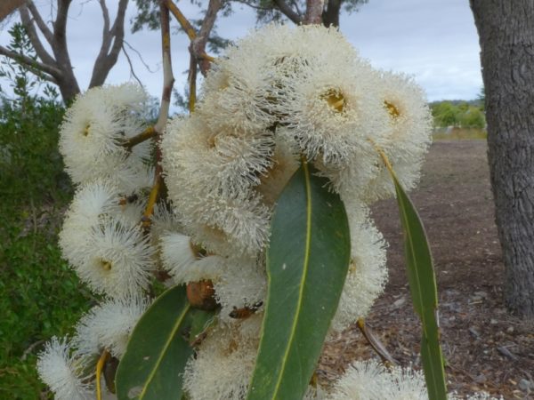 Eucalyptus gomphocephala Geographe 23Mar2021 3 RClark