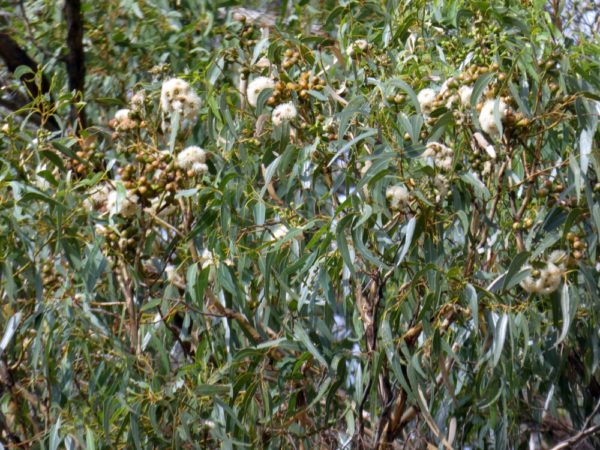 Eucalyptus gomphocephala Geographe 9Mar2021 1 RClark