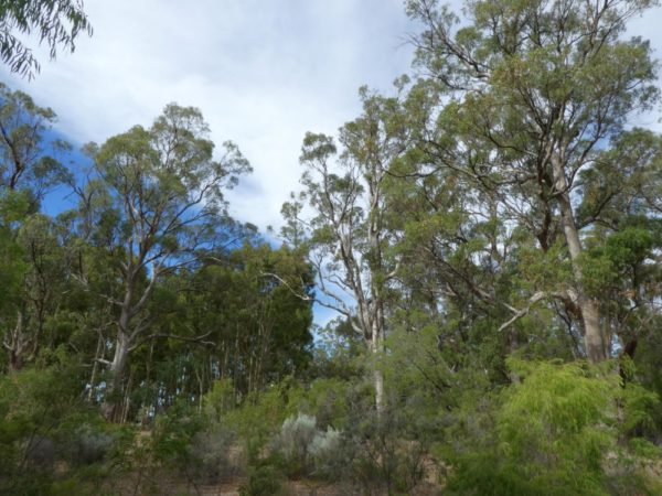 Eucalyptus gomphocephala Geographe 9Mar2021 2 RClark