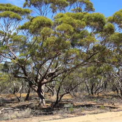 Eucalyptus gracilis 31820515803 David Holbern 23 Jan 2017 Commons