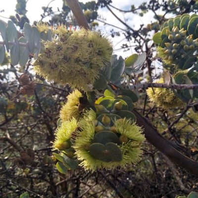 Eucalyptus kruseana MIchael Tichbon Park 6 May 2020 RClark