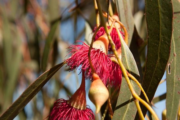 Eucalyptus leucoxylon rosea Maggie Beers Farm Barossa Valley South Australia 24Sept2011