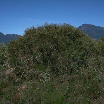 Eucalyptus pachyloma