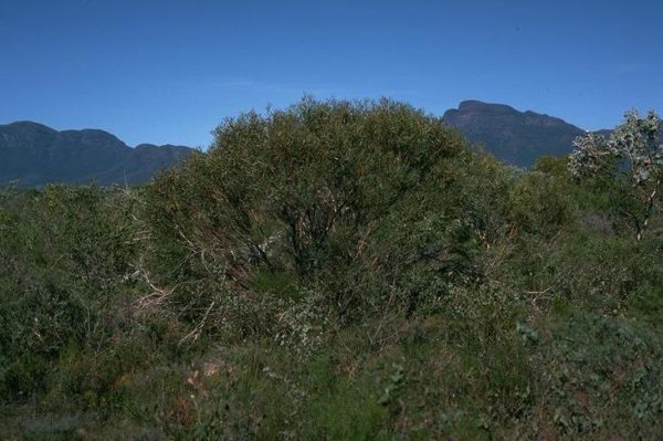 Eucalyptus pachyloma