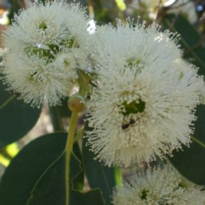 Eucalyptus paten