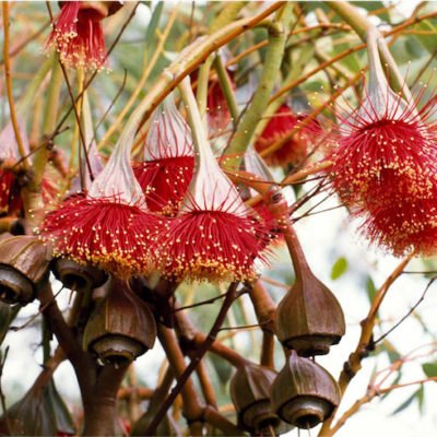Eucalyptus pyriformis fruit Adelaide 6 Jul 2017 Ivan G Holliday Commons