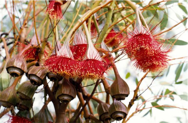 Eucalyptus pyriformis fruit Adelaide 6 Jul 2017 Ivan G Holliday Commons