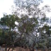 Eucalyptus roycei