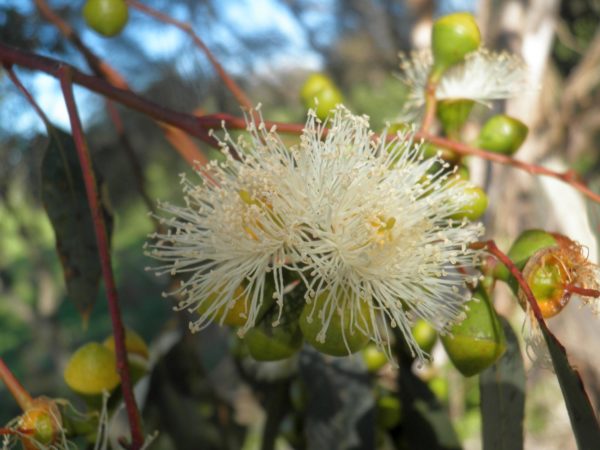 Eucalyptus rudis