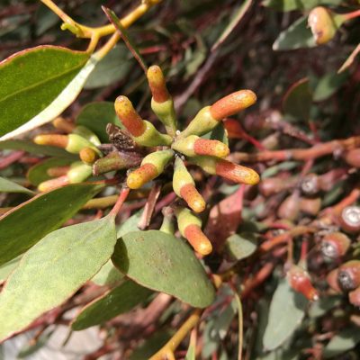 Eucalyptus utilis