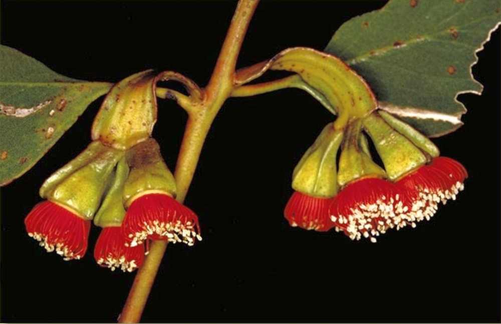 Eucalyptus vesiculosa