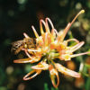 Grevillea olivacea