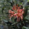 Grevillea olivacea Murray Fagg Australian National Botanic Gardens 14May2015