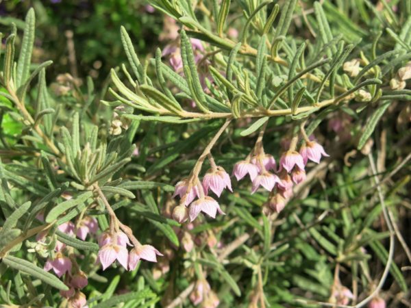 Guichenotia ledifolia