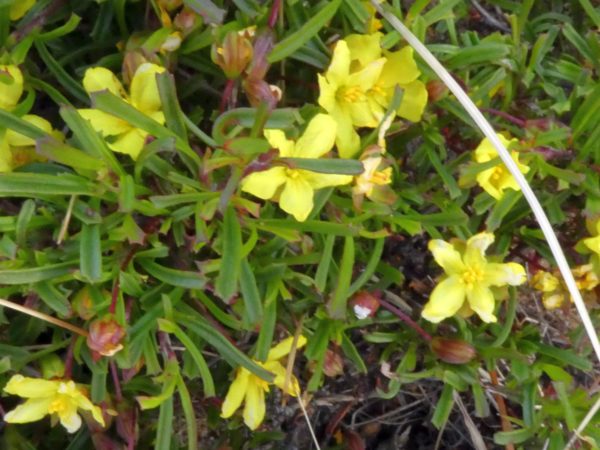 Hibbertia racemosa Wyadup 19Nov2020 3 RClark