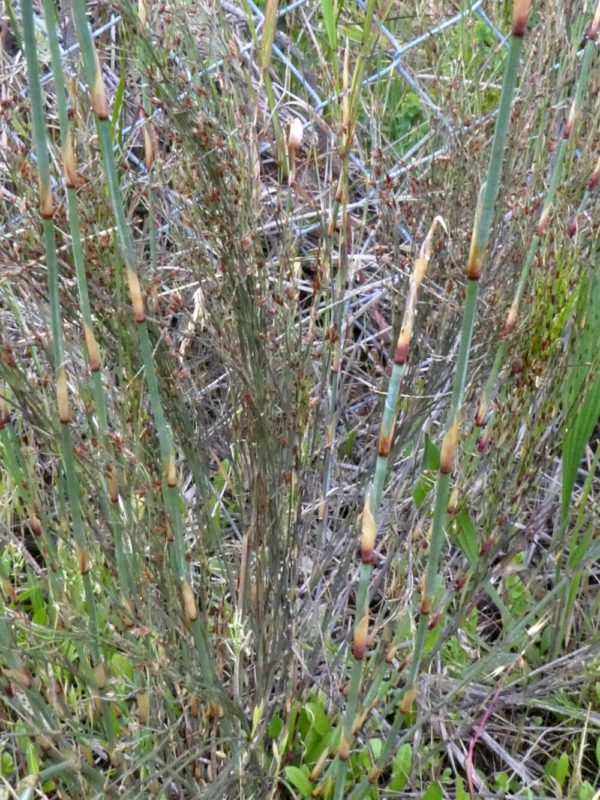 Leptocarpus scoparius Dunsborough 31Oct2020 2 RClark