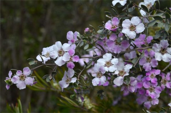 Leptospermum sericeum Pomonal Wildflower Nursery Pomona Victoria Murray Fagg 2July2015 1