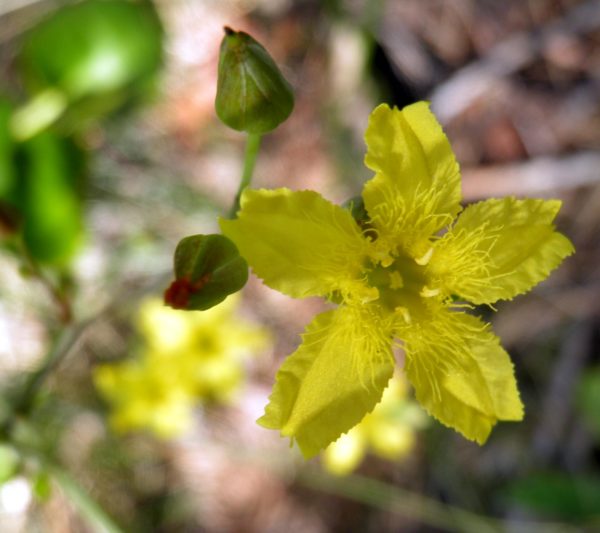 Liparophyllum latifolium