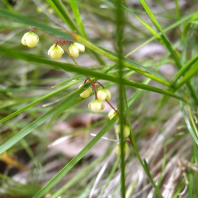 Lomandra pauciflora