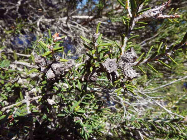 Melaleuca cuticularis Toby 10 Sep 2020 3 VCL RClark