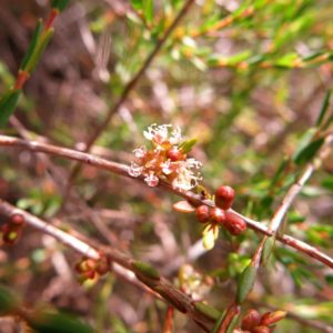 Melaleuca pauciflora