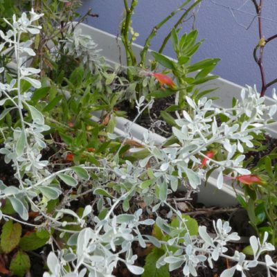 Olearia occidentissima Quindalup planted in container 14Oct2020 RClark 1