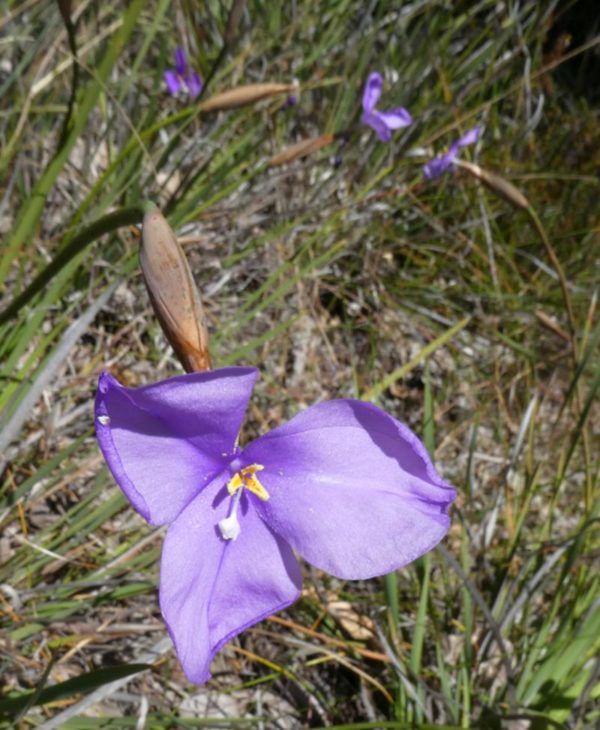 Patersonia occidentalis
