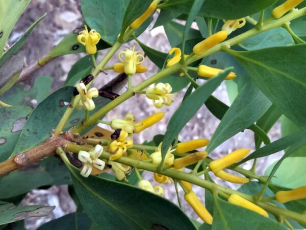 Persoonia elliptica Marri 4Dec2023 5