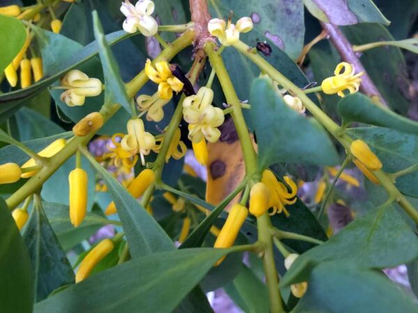 Persoonia elliptica Marri 4Dec2023 RClark1