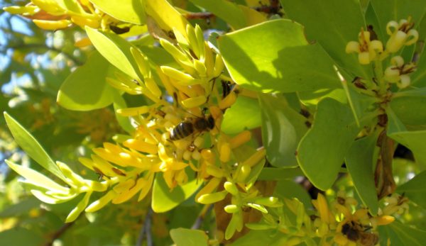 Persoonia elliptica