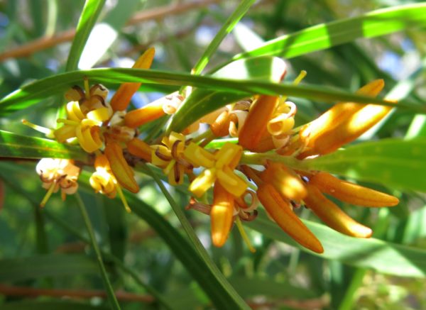 Persoonia longifolia