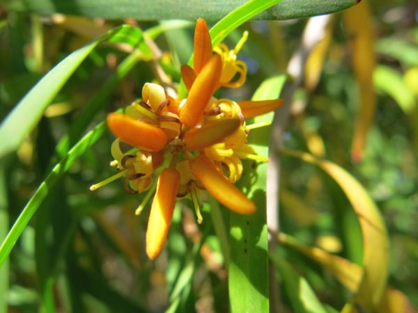 Persoonia longifolia Quedjinup 31Dec2019 3 RClark