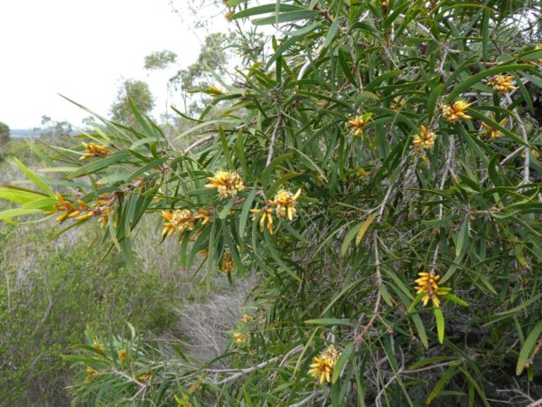 Persoonia longifolia Quindalup 9Sep2020 RClark