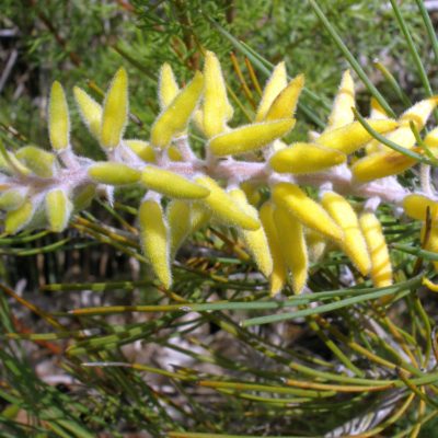 Persoonia saccata