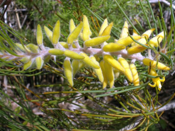 Persoonia saccata