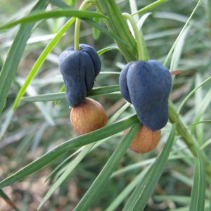 Podocarpus drouynianus