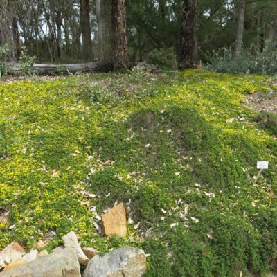 Pultenaea pedunculata Banksia Farm 2nd Oct 2019RClark