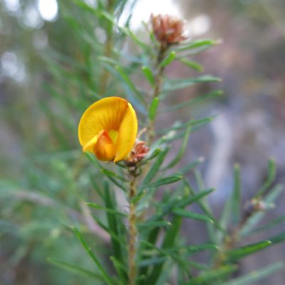 Pultenaea pinifolia