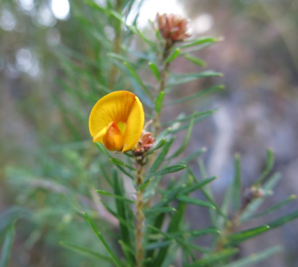 Pultenaea pinifolia