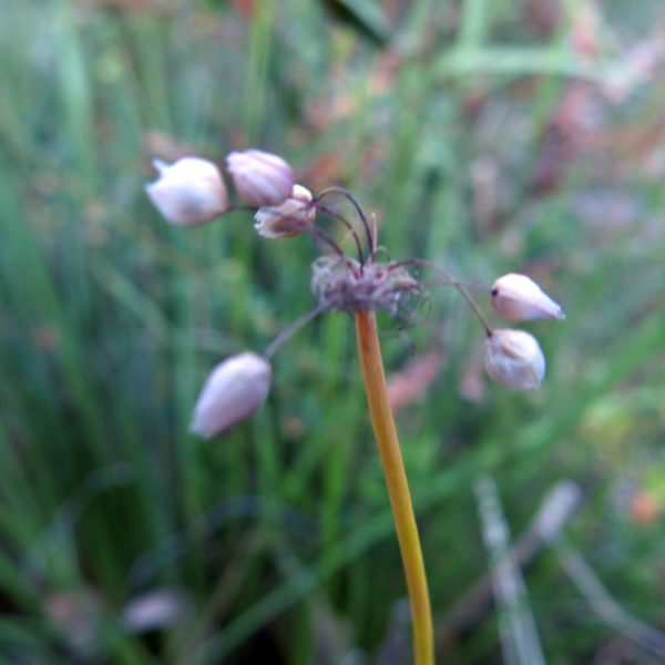 Sowerbaea laxiflora