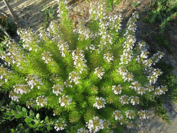 Stylidium adnatum Dunsborough planted 28Oct2016 2 RClark