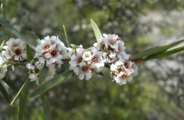 Taxandria linearifolia
