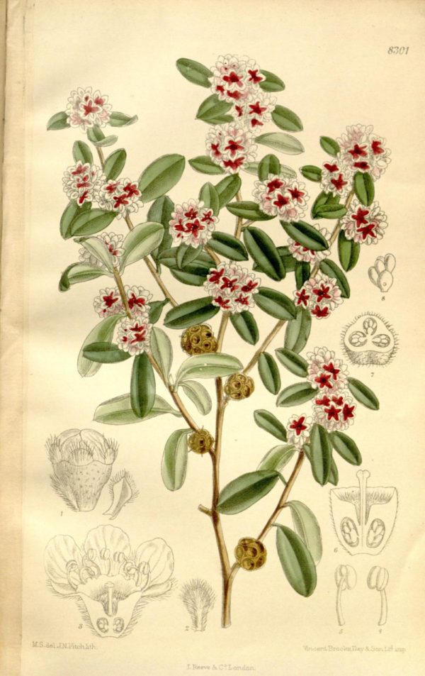 Taxandria marginata Curtiss Botanical Magazine London vol 136 1910 1