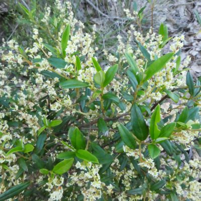 Trymalium ledifolium var rosmarinifolium Biddle Rd 27 Aug 2020 RClark