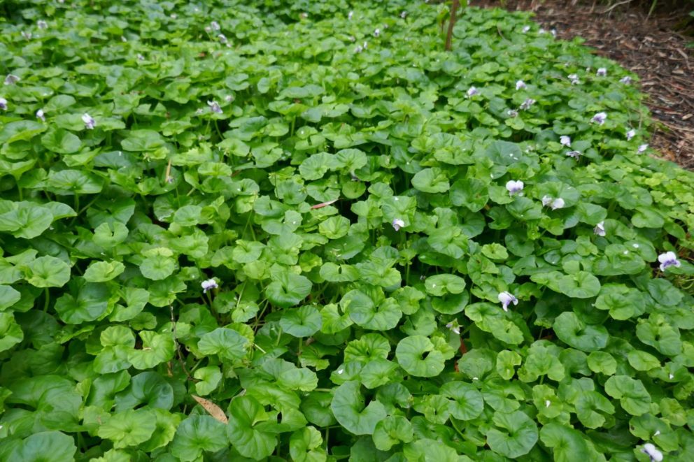 Viola banksii Geographe Plants